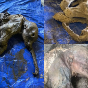 Perfectly Preserved Baby Woolly Mammoth ‘Mummy’ Found By Gold Miners in Canada – The First Such Discovery in North America