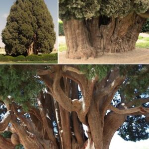 Discover Sarv-e Abarkuh, a 5000-year-old cypress in heart of Iran