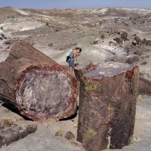 Petrified Forest National Park