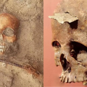 The skull of an Anasazi woman dating to the Pueblo I Period (750 to 900 CE)