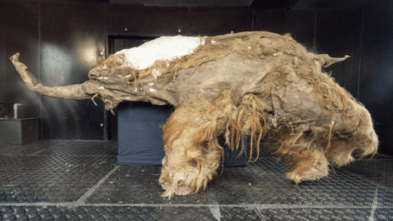 39,000-Year-Old Mammoth is Earliest Evidence of Human Presence in Arctic -  TOMORROW'S WORLD TODAY®