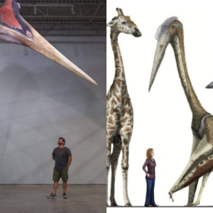 The pterosaurs or flying reptiles produced some of the largest flying creatures ever known. The largest and most famous of these aerial тιтans was Quetzalcoatlus.