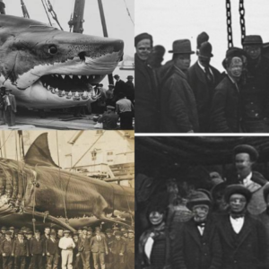 The Encounter of the Century: German Fishermen Capture a Living Megalodon in the North Sea.