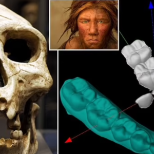 Scientists reveal the type of TEETH that means you have a gene inherited from Neanderthals