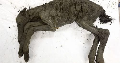 A 42,000-year-old foal trapped in ice still contained liquid blood in its veins.