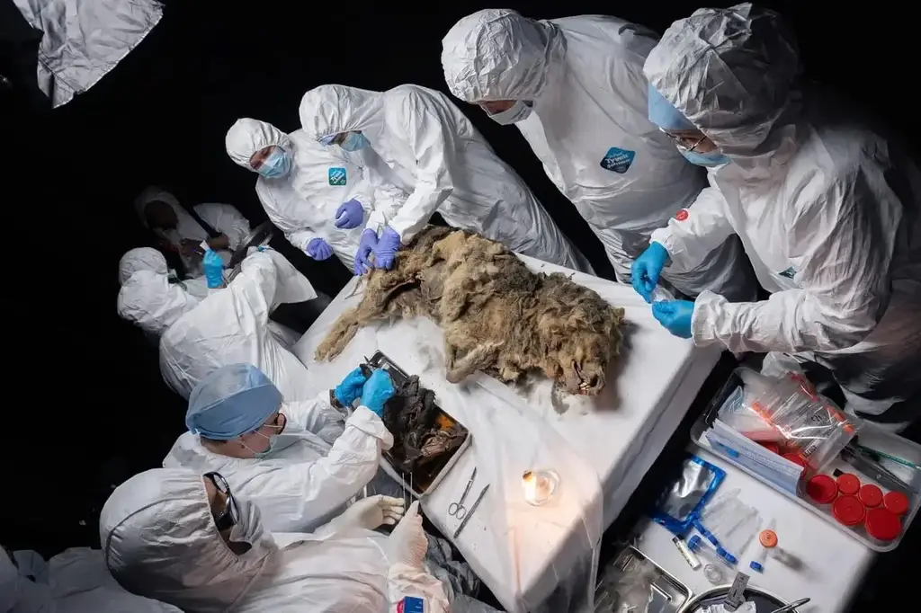 Preserved remains of a Pleistocene wolf found frozen in Siberia’s permafrost