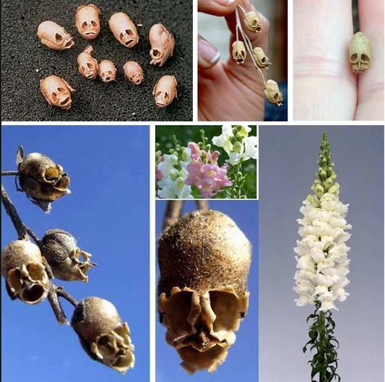 The Spooky Charm of Snapdragon Flowers: From Blooms to Skull-Like Seed Pods