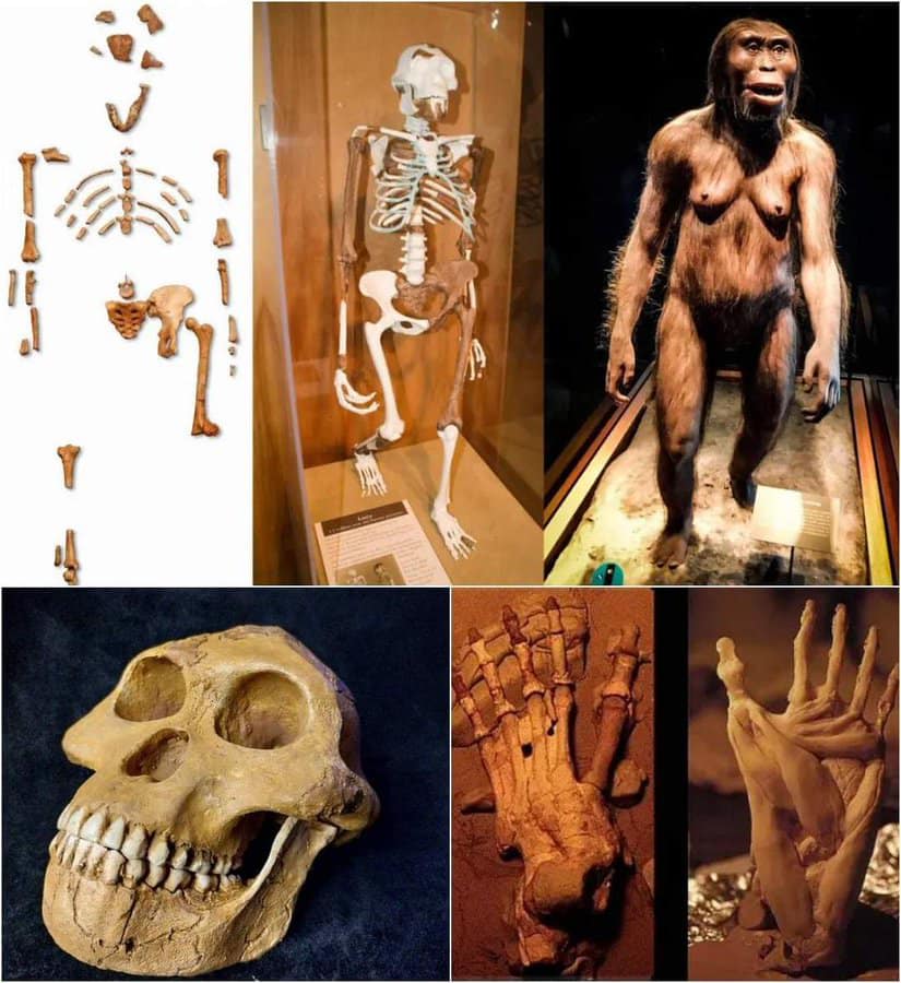 Lucy: The Australopithecus Fossil That Revolutionized Our Understanding of Human Evolution