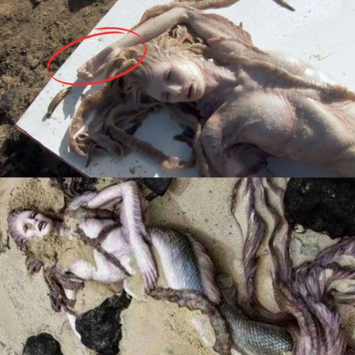 Historians found mermaid remains in Iceland, solving the puzzle of the creatures that had been a mystery for thousands of years.