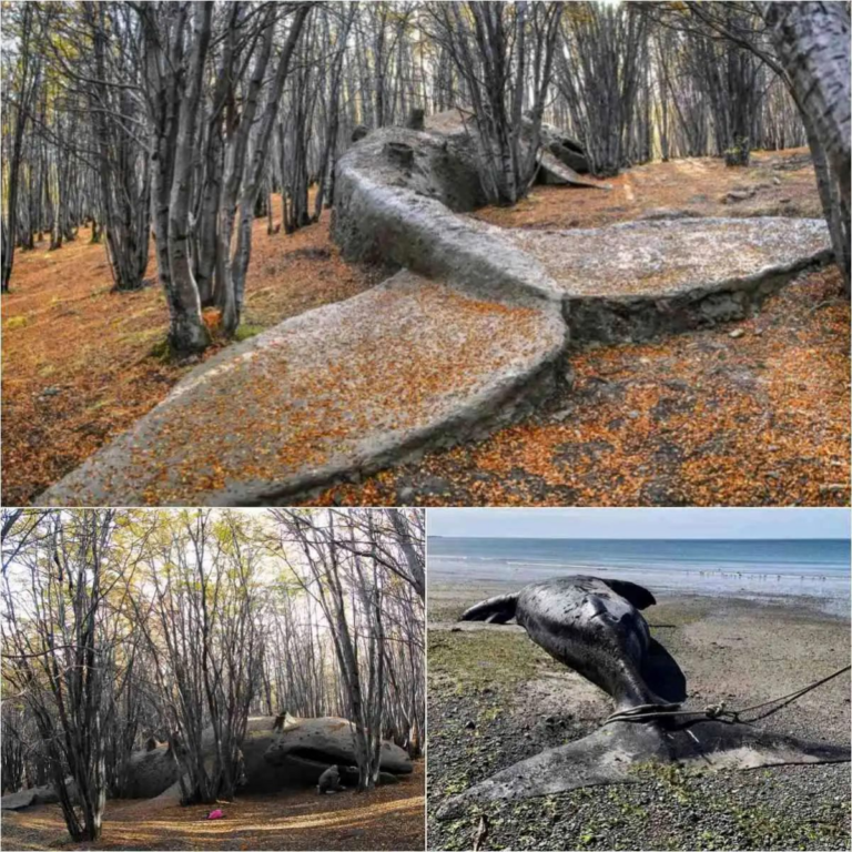 A colossal prehistoric whale fossil, over 8 million years old, emerges from an Argentine forest, rewriting history!