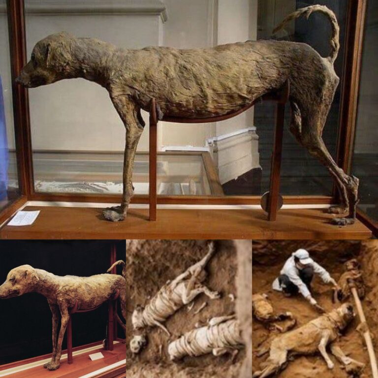 Breaking News: 3,500-year-old mummy of Pharaoh AmenH๏τep’s faithful dog discovered.