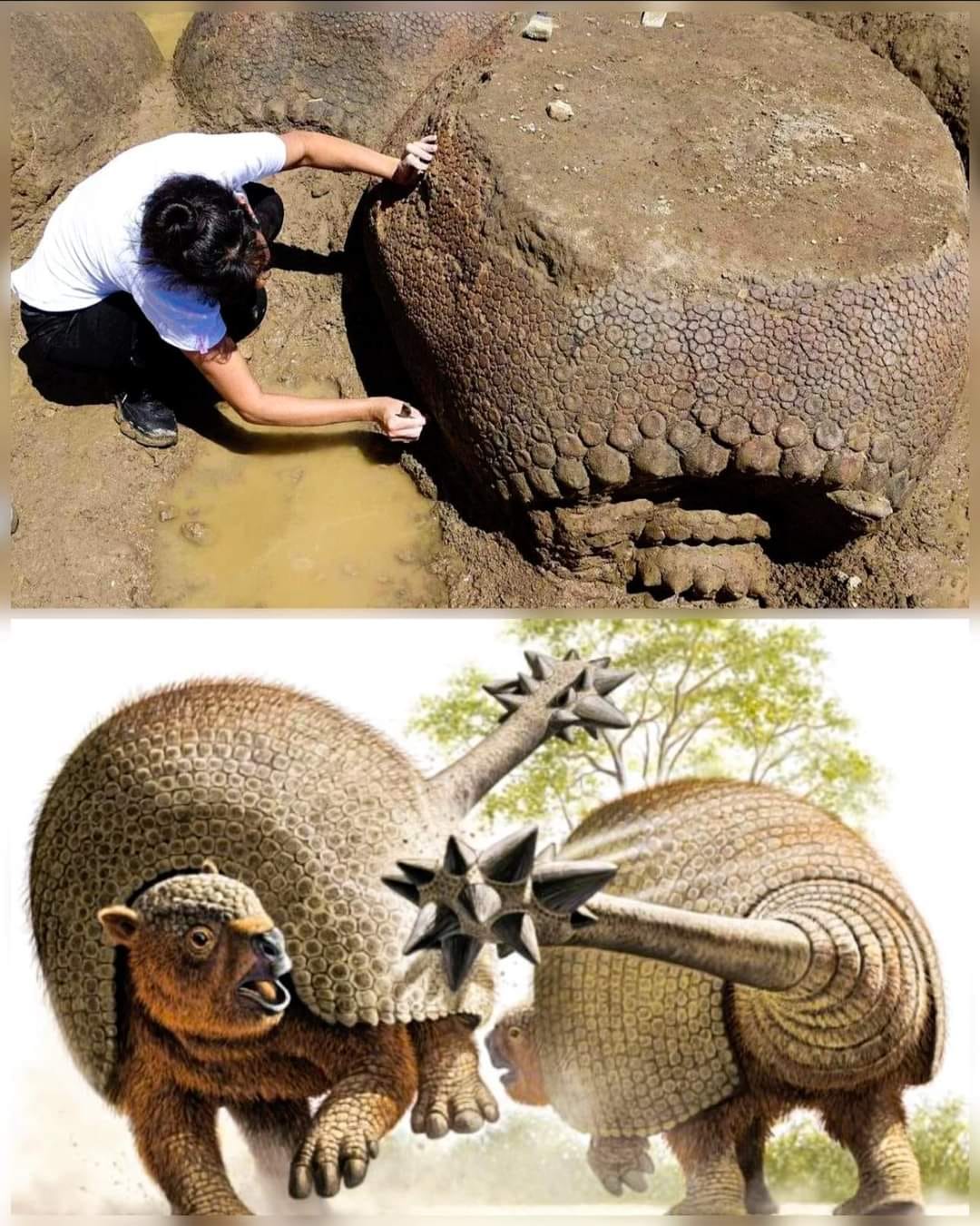 Remarkable Discovery: Ancient Glyptodon Shells Unearthed in Argentina