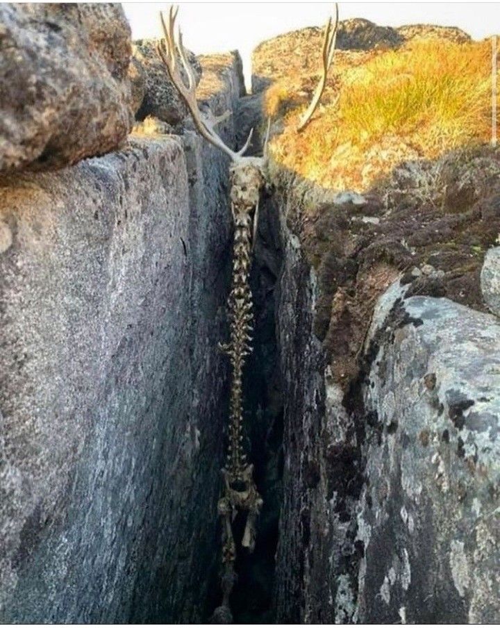 Unearthing a Deer Skeleton Trapped Between Rocks in Greenland: A Fascinating Discovery