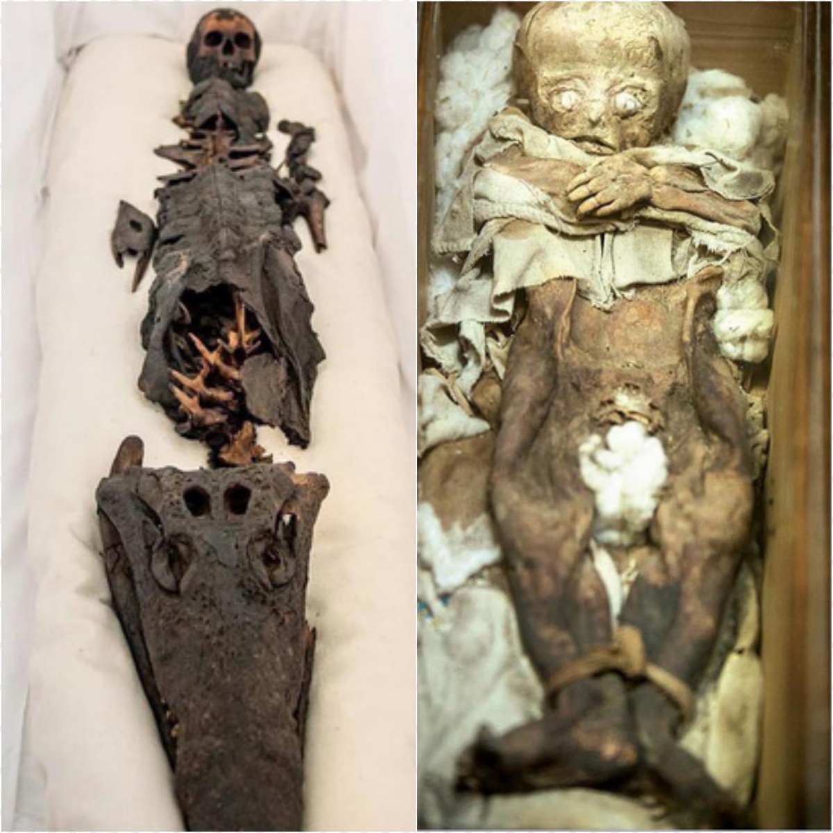 Unveiling the Mysteries: A two-headed mummy with one human head and an uncanny fish head has been discovered after centuries of secrecy, sparking curiosity and intrigue in the world of archaeology!