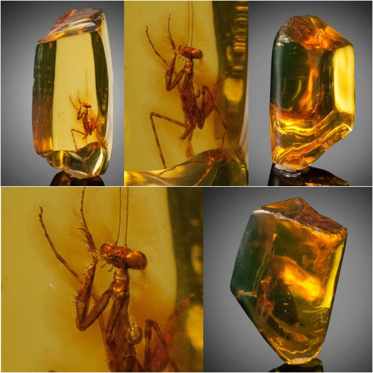 30 Million-Year-Old Praying Mantis Is Preserved in Pristine Piece of Amber