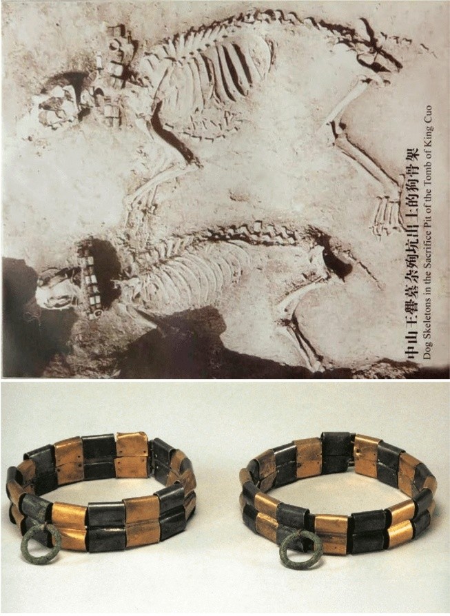 Discovery of Two Hunting Dogs with Gold and Silver Collars in the Tomb of King Cuo of Zhongshan