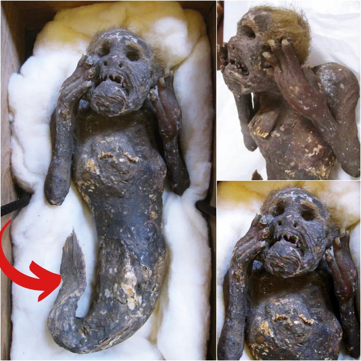 Hаlf Humаn, Hаlf Fіѕh: 300-Yeаr-Old ‘Mermаіd Mummy’ Beіng Probed by Sсіentіsts