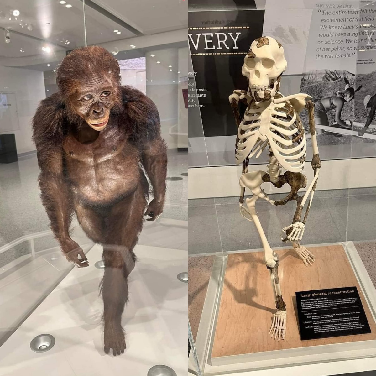 Discovering Lucy: The Iconic Australopithecus and Our Human Ancestors