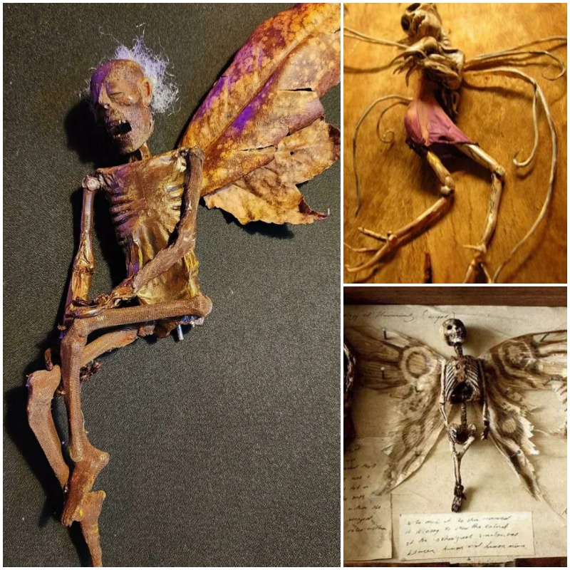 Explore the strange world: the dark wonders of a biologist’s special collection at the Merrylin Museum.