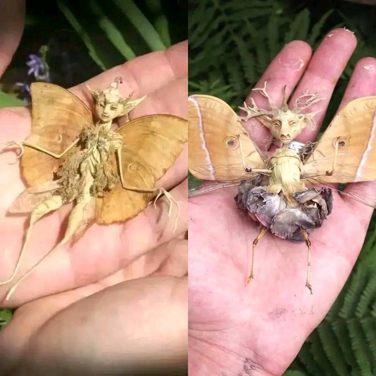 Mystical Fairy Being from the Forest Discovered in a Patio in Mexico