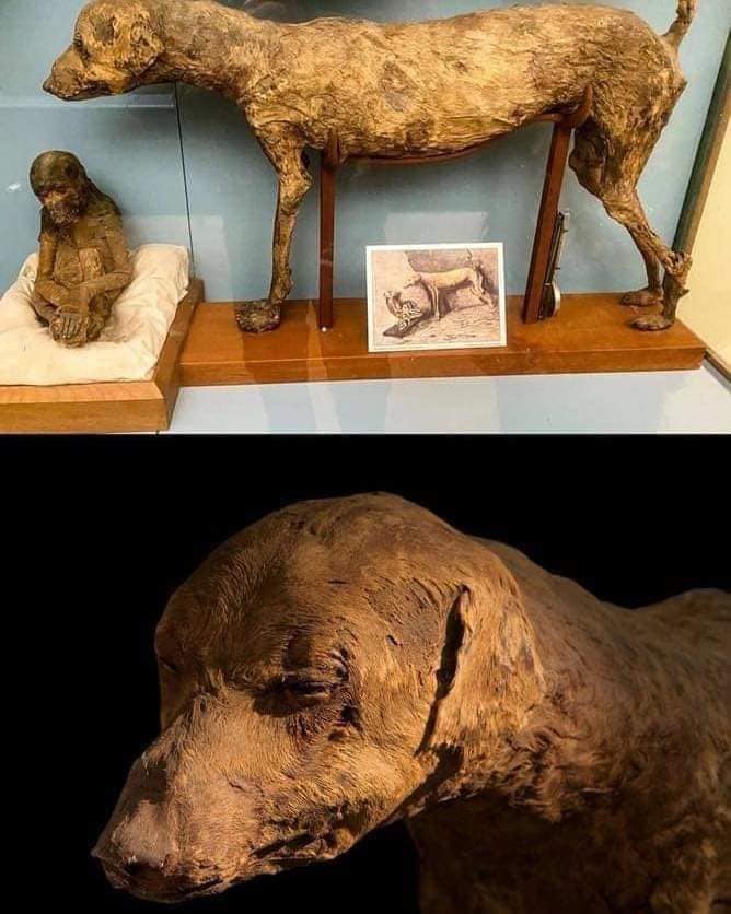 3,500-Year-Old Mummified Dog Discovered, Believed to Be Pet of Pharaoh AmenH๏τep II