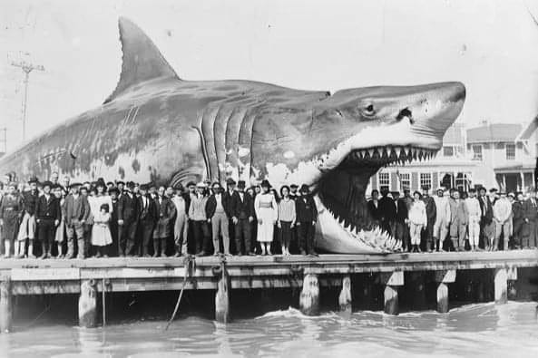 German Fishermen Capture a Living Megalodon in the North Sea.