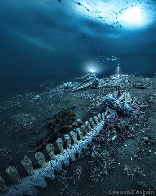 A Whale Graveyard Beneath Greenland’s Ice: Anna Von Boetticher’s Dive