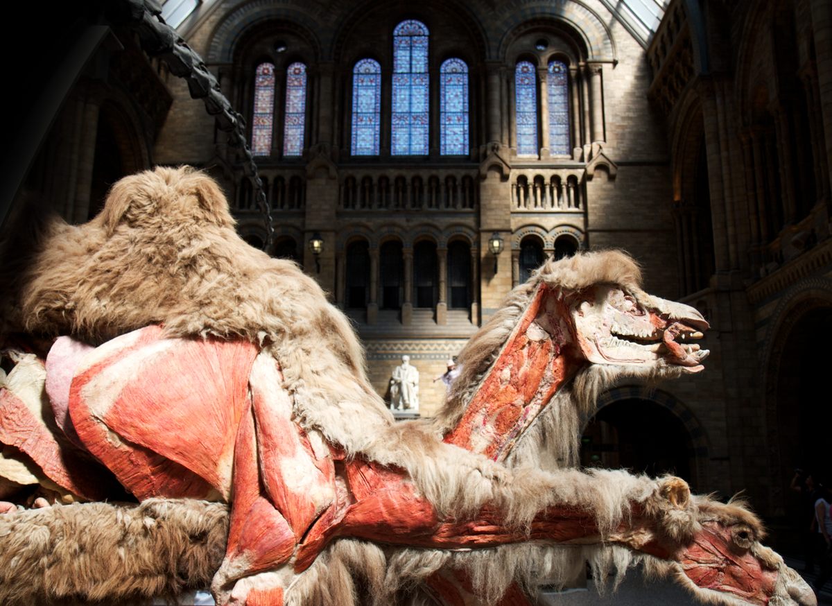 The Natural History Museum, London