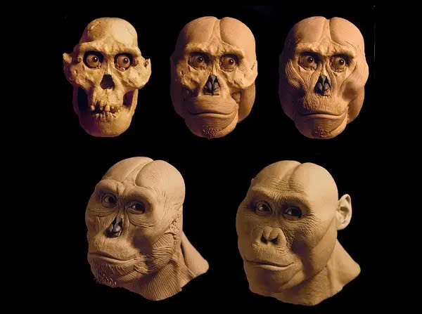 Luсy: The 3.2 Million-Year-Old Pіoneer of Humаn Evolutіon