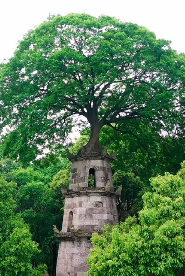 Xizi Tower, A Tree Grown from a Bird’s Gift