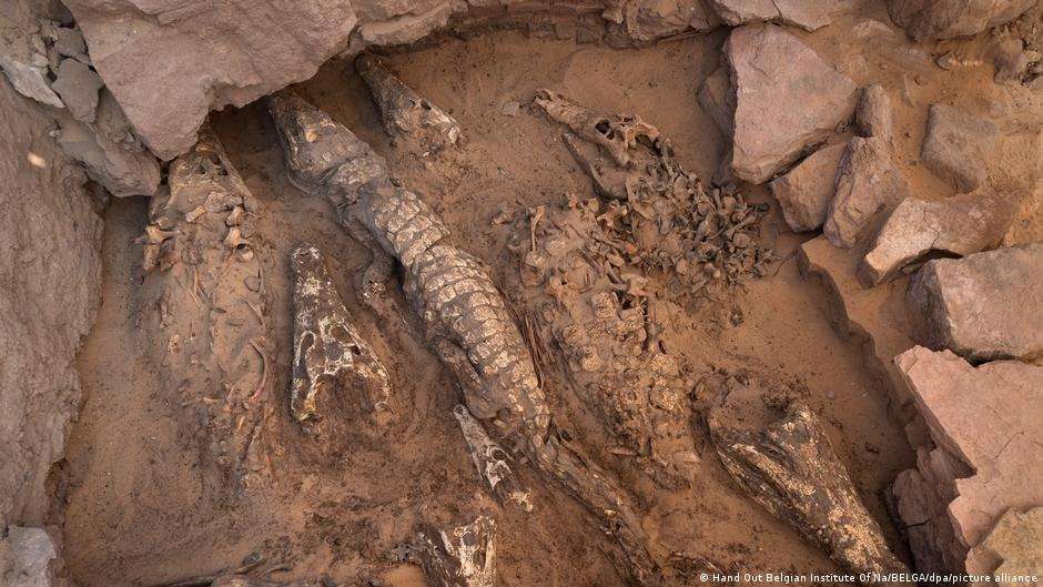 10 crocodile mummies found in intact Egyptian tomb