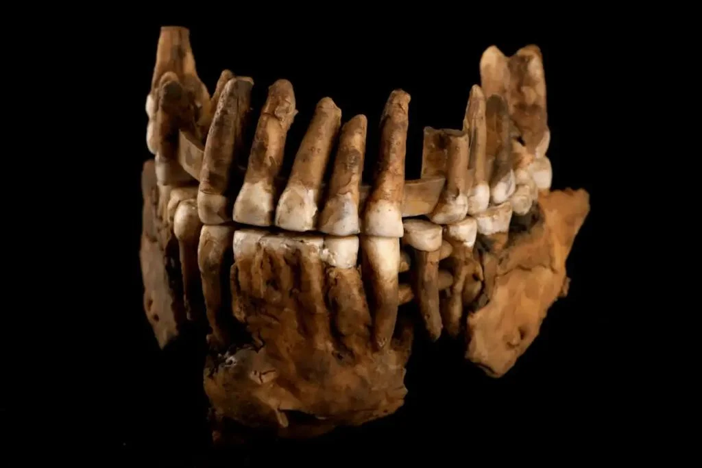 New Neanderthal remains unearthed in France reveal previously undescribed lineage