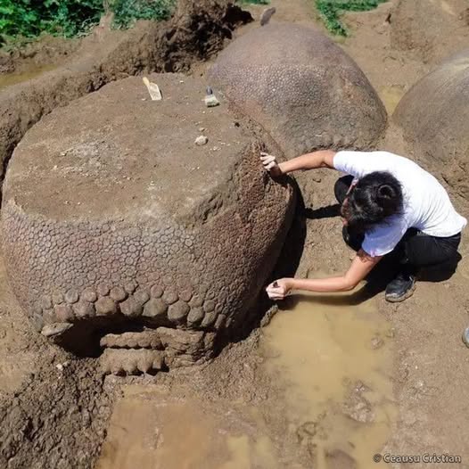 The Discovery of Prehistoric Giants: Four Glyptodon Shells Found in Argentina