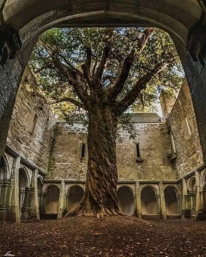 The Yew at Muckross Abbey, Killarney