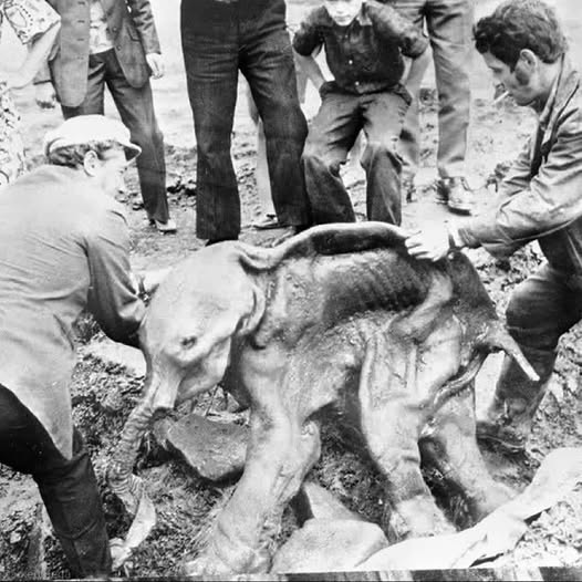 Well-Preserved, 30,000-Year-Old Baby Woolly Mammoth Emerges From Yukon Permafrost