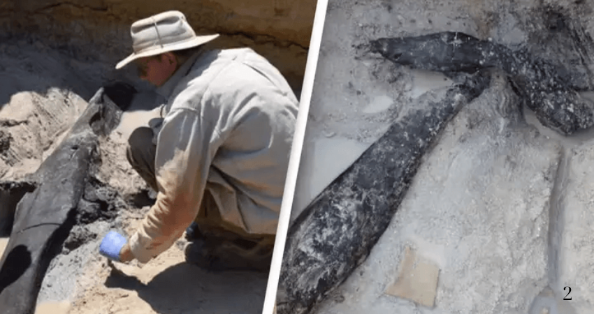 The oldest known wooden structure is 476,000 years old, found in Zambia